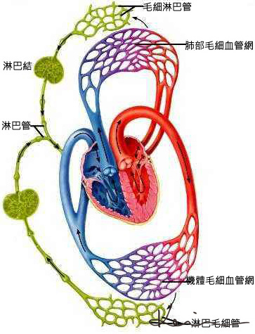 身体循环图拷貝.jpg