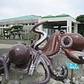 水族館的章魚