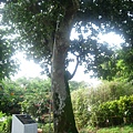 069_流流社的200年老樹