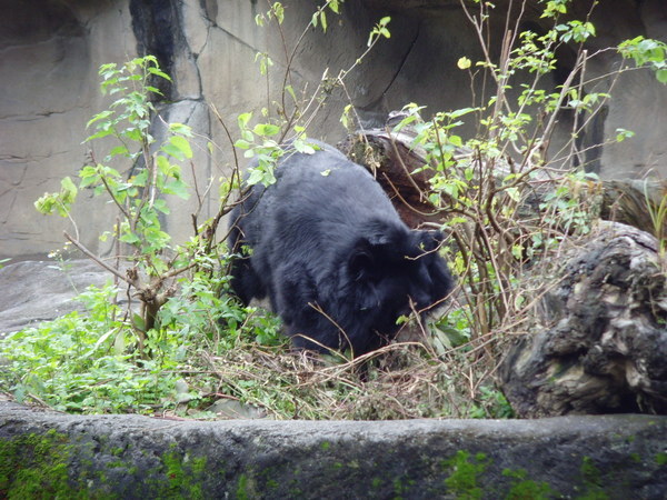 亞洲黑熊