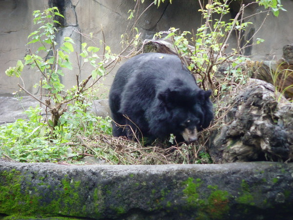 亞洲黑熊
