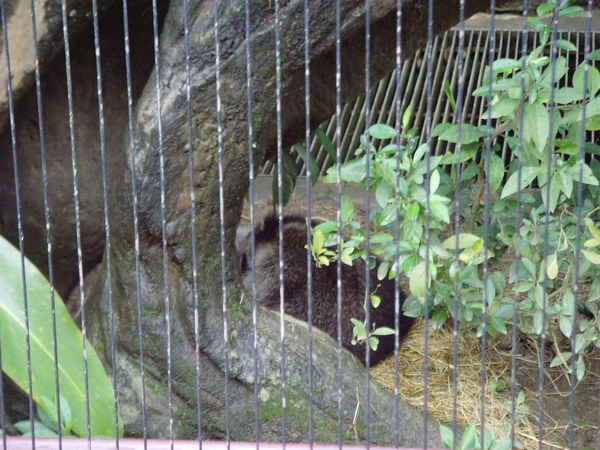 北美洲浣熊