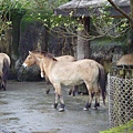 蒙古野馬