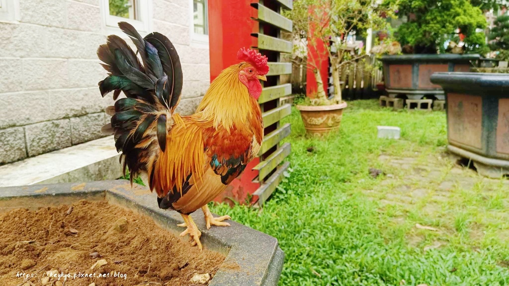 花開了休閒農場，就像迷您兒童小樂園，還有玩水區，不用門票就可