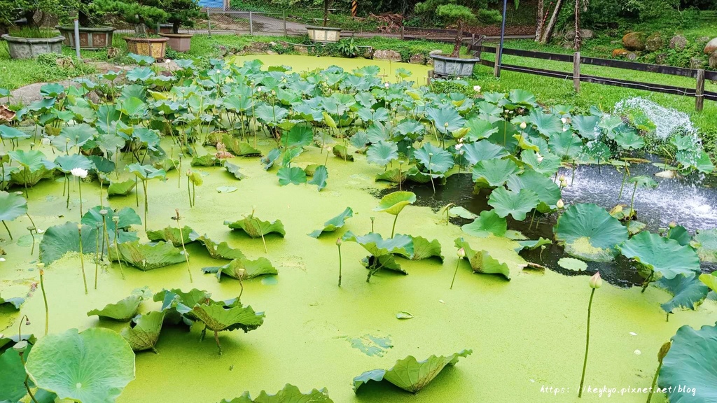 花開了休閒農場，就像迷您兒童小樂園，還有玩水區，不用門票就可