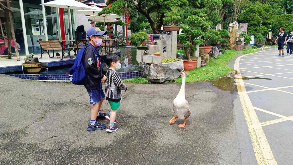 花開了休閒農場，就像迷您兒童小樂園，還有玩水區，不用門票就可