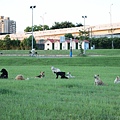 古亭河濱公園