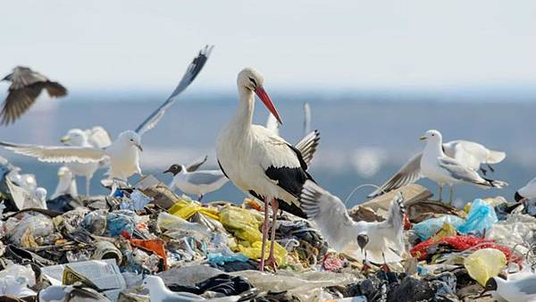 stork-garbage-dump-1.jpg.653x0_q80_crop-smart-1.jpg