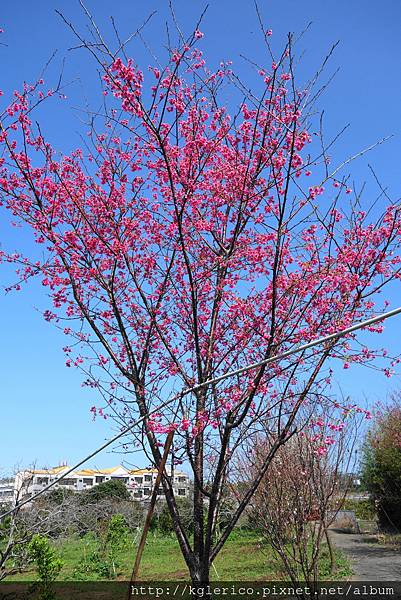 DSC00554豐原雲仙谷