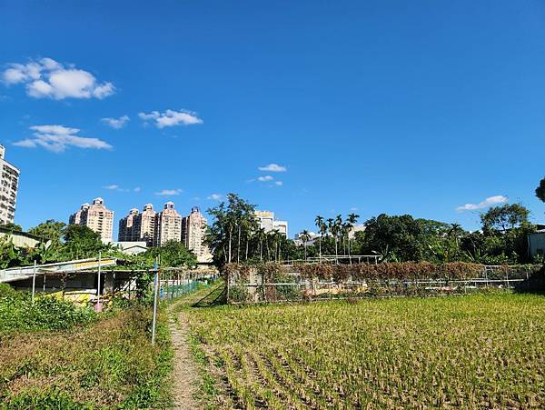 投票日之田野小網美