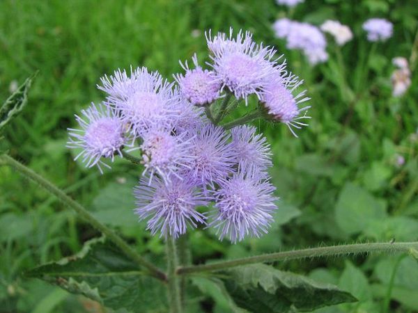 紫花霍香薊