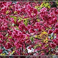 DSC_4177.jpg