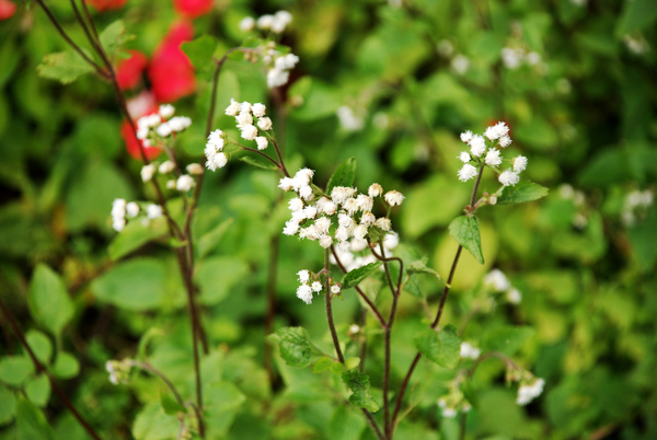 白花霍香薊