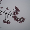 IMG_6532.JPG