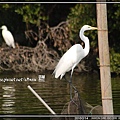 前面是大白鷺　後面是小白鷺