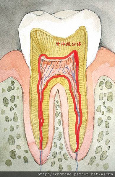 牙神經分佈.jpg