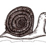 snail.jpg