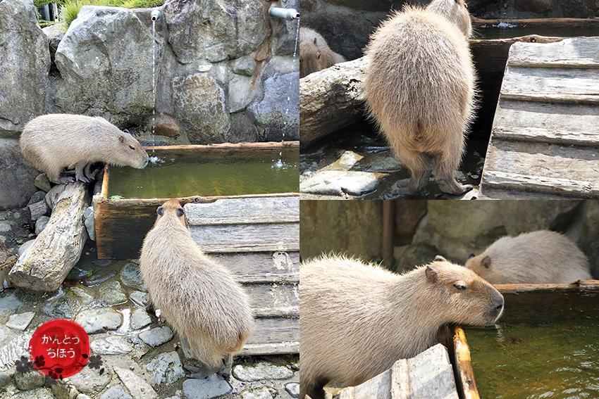 那須動物王國