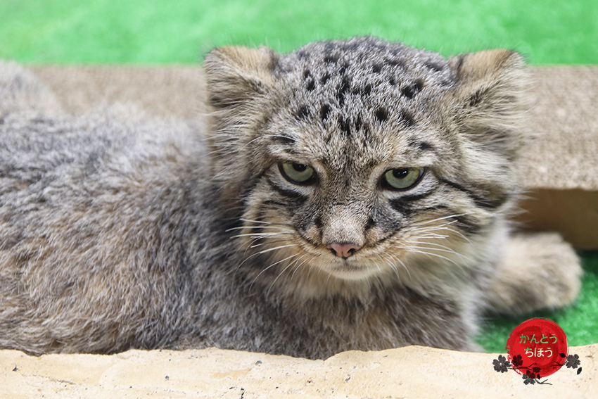 那須動物王國