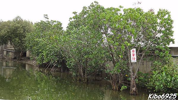 台南四草綠色隧道_026