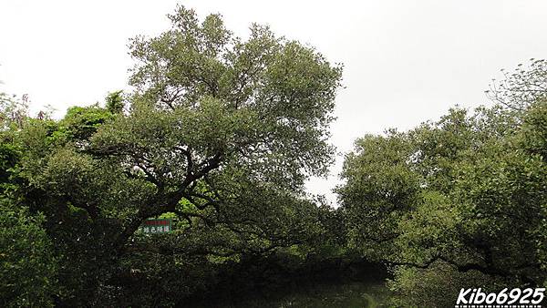 台南四草綠色隧道_031