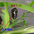 投影片9.GIF