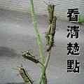 投影片16.GIF