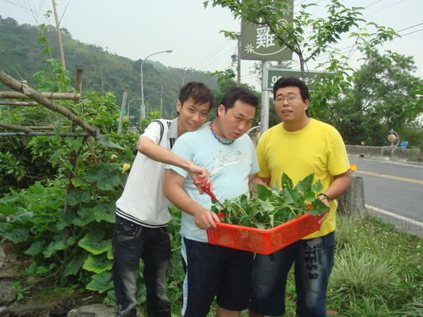 我們是採菜三兄弟