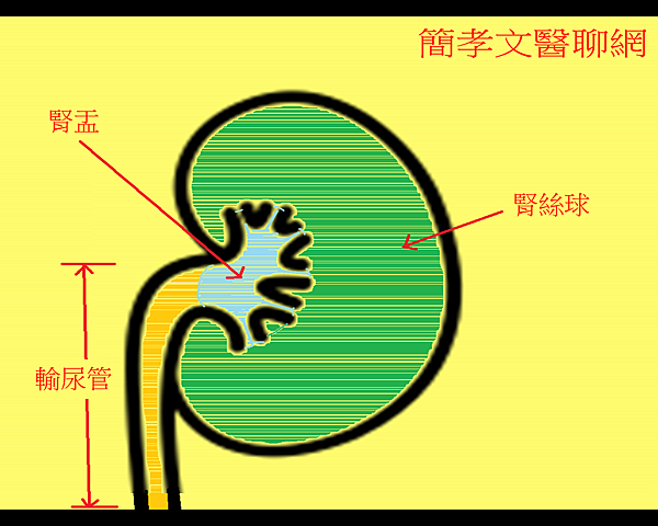 急性腎臟發炎 有兩種 簡孝文醫師醫聊網 痞客邦