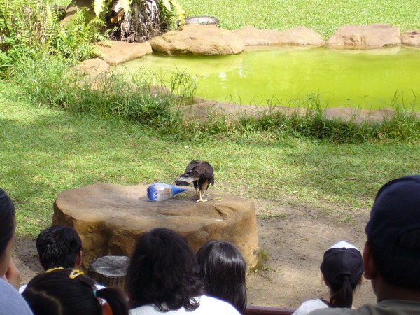 12.裕廊飛禽公園-這是半路跑出來插花的.JPG