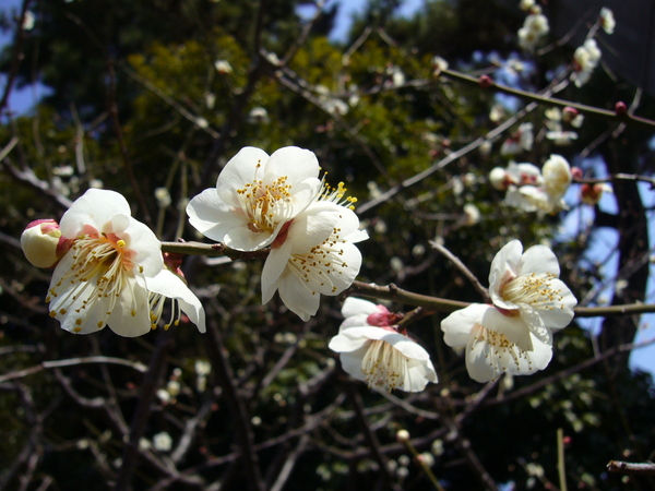 梅花1