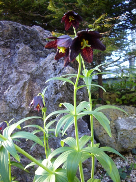 鮮花競放館19