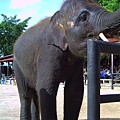 大象表演ㄉ地方8×°