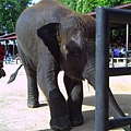 大象表演ㄉ地方10×°