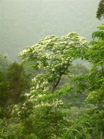 梧桐花