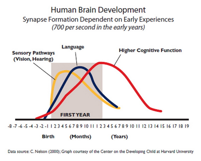 human-brain-development-synapse-formation-dependent-on-early-experiences30DFA913B1B36ABCE5628C7D_resize.jpg