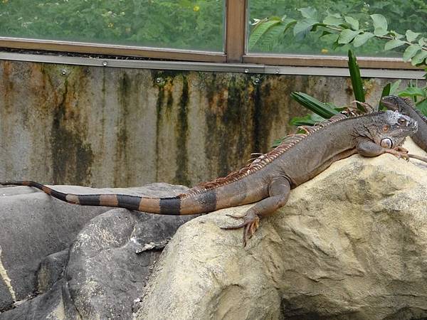 20161118南門補假與低年級動物園 080.jpg