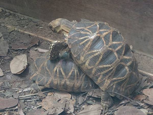 20161118南門補假與低年級動物園 101.jpg