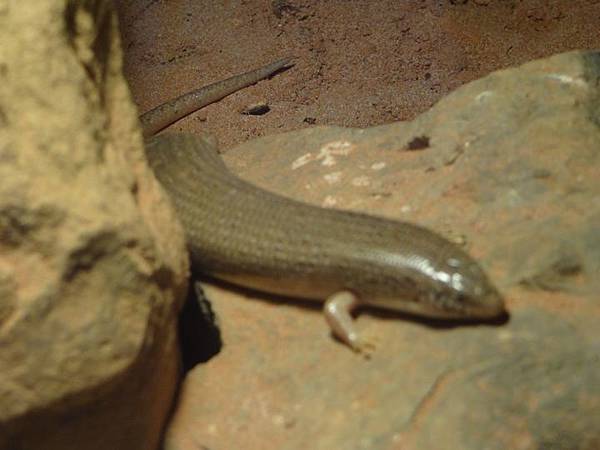 20161118南門補假與低年級動物園 114.jpg