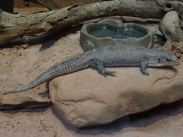 20161118南門補假與低年級動物園 120.jpg