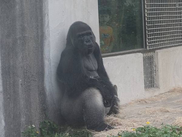 20161118南門補假與低年級動物園 174.jpg