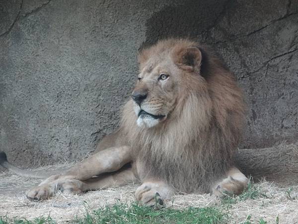 20161118南門補假與低年級動物園 184.jpg