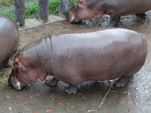 20161118南門補假與低年級動物園 189.jpg