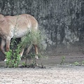 20171020動物園 110.JPG