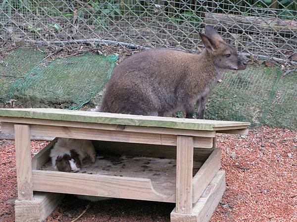 【可愛動物區】有新竹動物園的fu~但很乾淨喔!