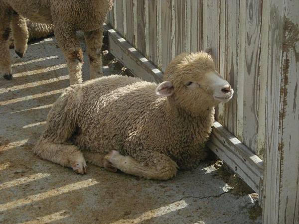 綿羊城堡的小羔羊兒