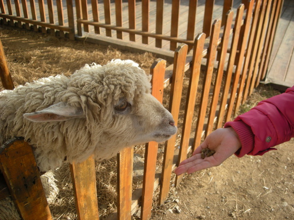 脖子再伸長一點就吃得到了(就變成長頸鹿XD)