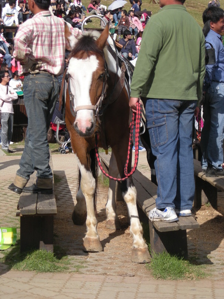 馬也會站三七步