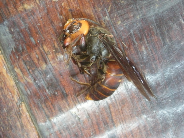 在咖啡廳踩到的屍體=    =