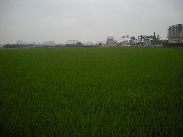 淨園休閒農場旁的農田